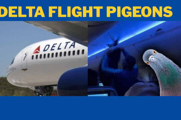 Pigeons on a Plane: The Viral Delta Flight Incident delta flight pigeons