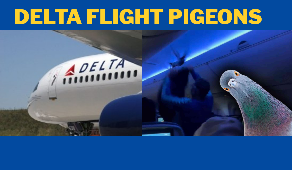delta flight pigeons​
