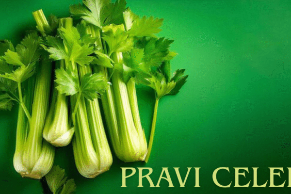 pravi celer : The Nutritional Powerhouse You’ve Been Missing pravi celer