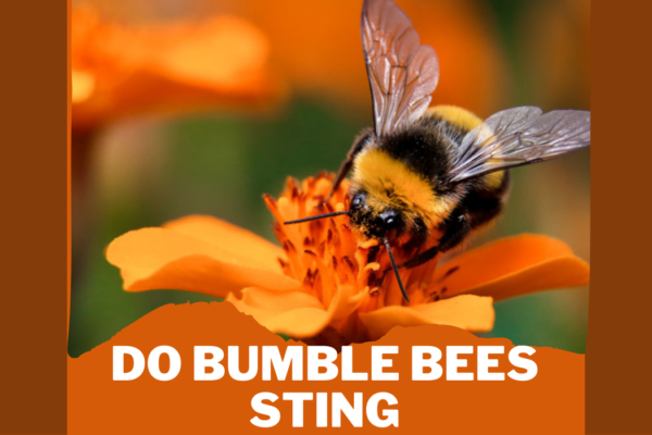 do bumble bees sting