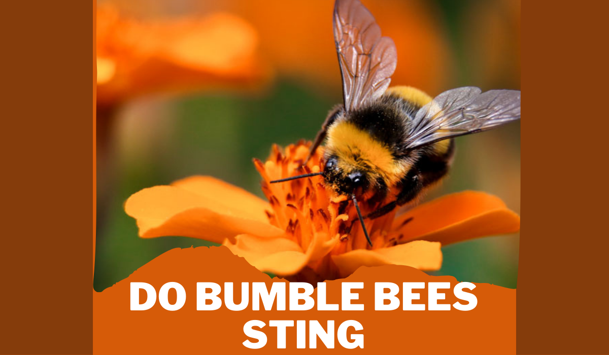 do bumble bees sting